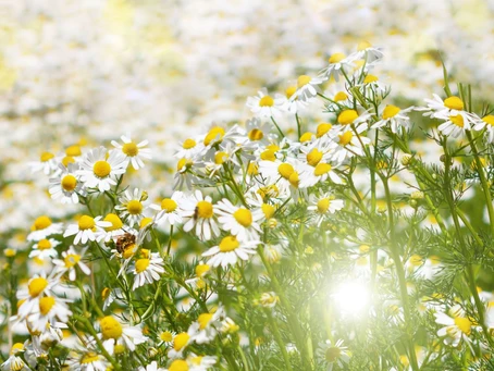 Steun de bijtjes, leg een bloemenweide aan